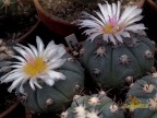  Echinocactus horizonthalonius v. subiki,   Nuevo Leon, Ejido Soledad  RUS-343