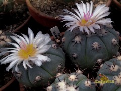 Echinocactus horizonthalonius v. subiki,   Nuevo Leon, Ejido Soledad  RUS-343