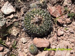 Echinofossulocactus phyllacanthus RUS 469, La Luz, SLP