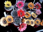  Lobivia mix