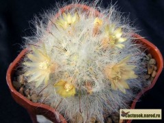 Mammillaria bocasana f. multilanata 