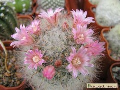 Mammillaria bocasana var.rosea