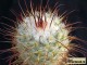 Mammillaria bombycina Coahuila 