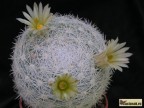 Mammillaria candida RS 288 Soledad NL B 