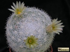 Mammillaria candida RUS - 048