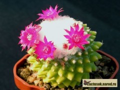 Mammillaria beztrna Suba