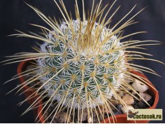 Mammillaria dixanthrocentron SB 