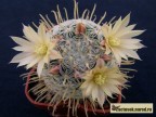 Mammillaria duwei