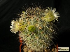 Mammillaria microhelia