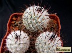 Mammillaria perezdelarosae 