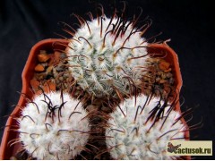 Mammillaria perezdelarosae  