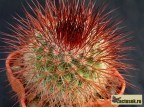 Mammillaria spinosissima  - v rubispina