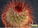 Mammillaria spinosissima  - v rubispina