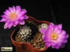 Mammillaria theresae MK 173.486