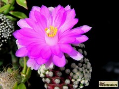 Mammillaria theresae - P 370, Zwergpflanze aus Durango, grosse Blueten