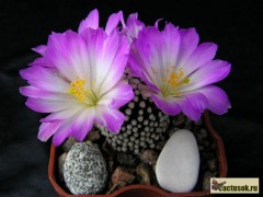 Mammillaria luethyi