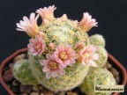 Mammillaria giselae