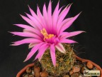 Mammillaria wrightii v. wilcoxii - L 1079, Yepachic, Chihuahua