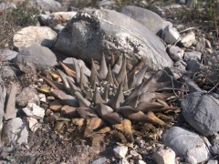 Ariocarpus confusus RUS 342, Arramberri-El Mezquitlan , NL