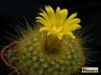 Parodia chrysacanthion - MN 342