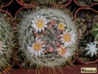 Mammillaria nazasensis SB 489 