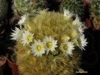 Mammillaria carmenae Tamaulipas  