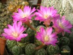 Mammillaria saboae