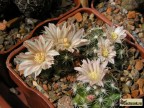 Mammillaria coahuilensis  RUS 405,  Zacatecas