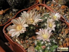 Mammillaria coahuilensis  RUS 405,  Zacatecas