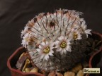 Mammillaria perezdelarosae v.andersoniana 