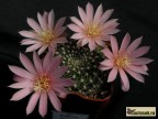 Rebutia kariusiana - K. flachrund, St. honiggelb, Bl. fleischfarben