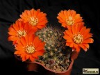 Rebutia flavistyla FR756 