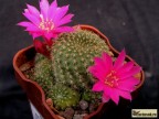 Rebutia xanthocarpa v. violaciflora