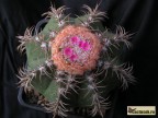 Melocactus matanzanus