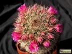 Mammillaria backebergiana 