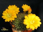 Rebutia marsoneri 