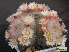 Mammillaria schwarzii