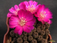 Sulcorebutia minima WR 196  