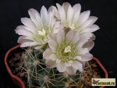 Gymnocalycium andreae var.matznetteri VG- 488, Copina, Cordoba, 1762m