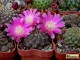 Sulcorebutia pulchra HS 78