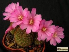 Rebutia perplexa L 329 - vzácná