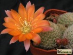 Rebutia hybr. ‘Sunrise’ x narvaecensis