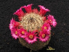 Mammillaria matudae