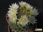 Mammillaria zeilmanniana v. albiflora 