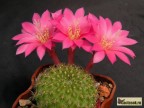 Rebutia cv. ‘gross- volley’