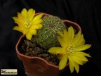 Sulcorebutia elizabetae VZ204