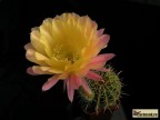 Echinopsis hybrid   'Serj'    X   'Arabesque'