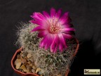 Sulcorebutia hertusii JO639