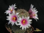 Mammillaria microcarpa           