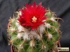 Parodia schwebsiana 